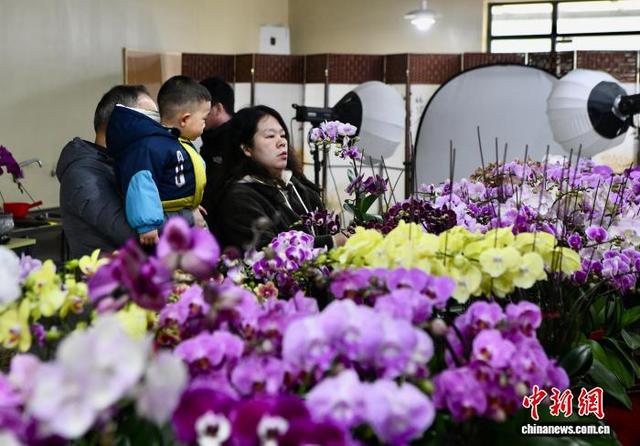 2月1日，市民在福建高速花博园新春花市购买年宵花。 中新社记者 王东明 摄