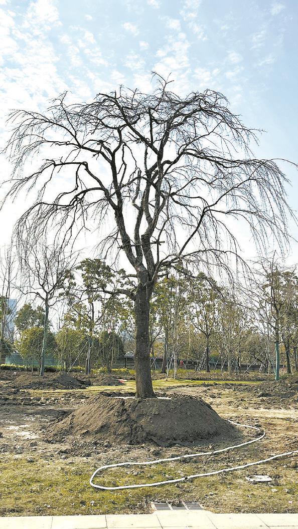 新移植的垂枝梅 本报记者 金旻矣 摄