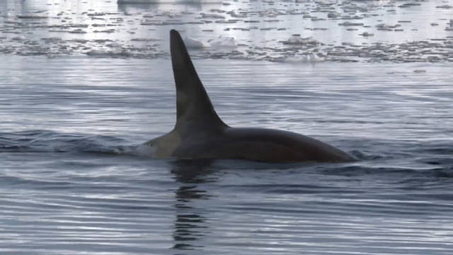 拍摄虎鲸 Filming Killer Whales 纪录片品鉴团