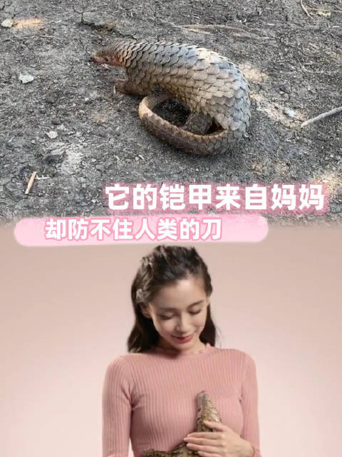 希望它们能重回丛林，获得真正的自由 杨颖 爱惜