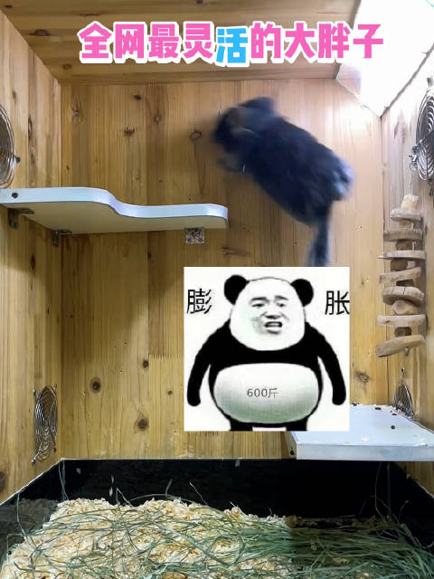 你能比它跳的高吗？