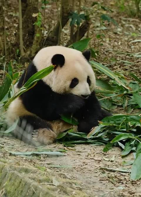 熊猫基地劳模“花花”上线啦！