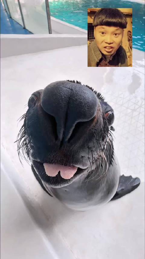 撞脸明星第一弹：迅哥 是你吗迅哥？ 海狮皇家海洋乐园很哇塞沈阳