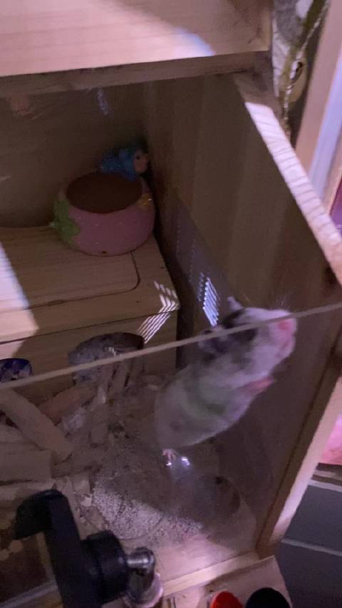 妍妍家仓鼠二哈出远门拆家越狱引担忧