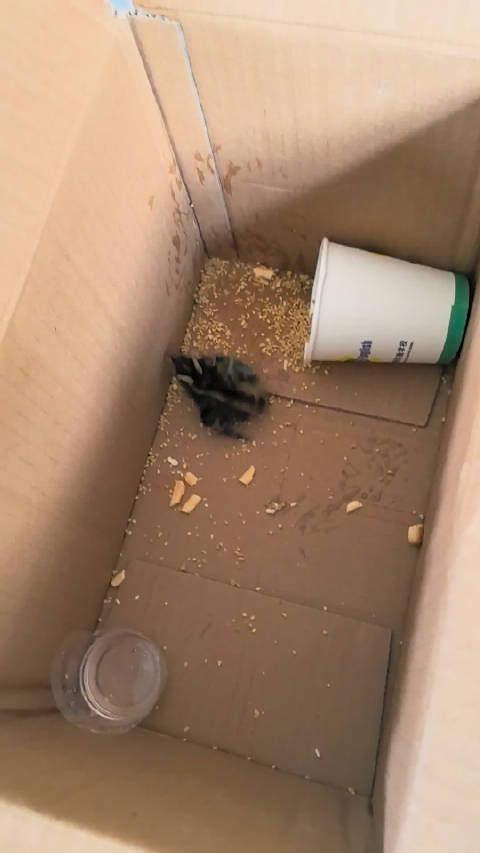 它是因为冷才想越狱的