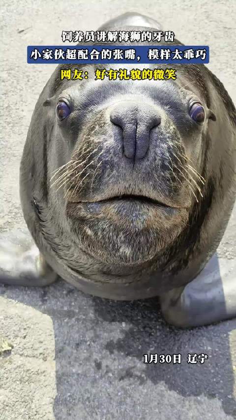 饲养员讲解海狮的牙齿，小家伙超配合的张嘴，模样太乖巧！