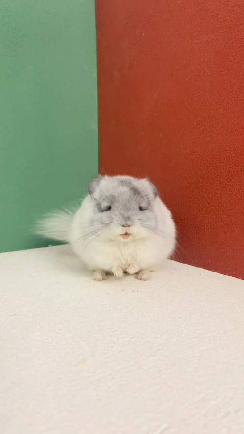 带紫丝绒银斑长毛龙猫mm