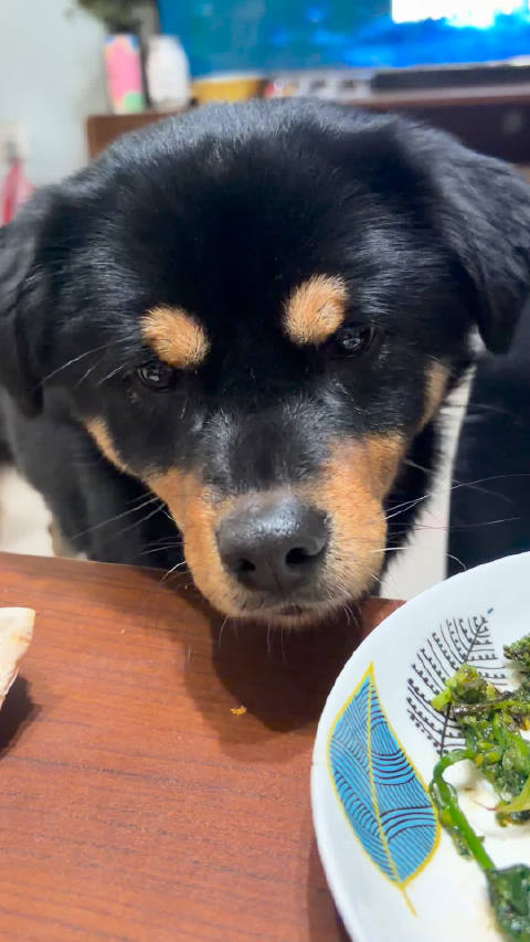 每天吃饭都整这死出