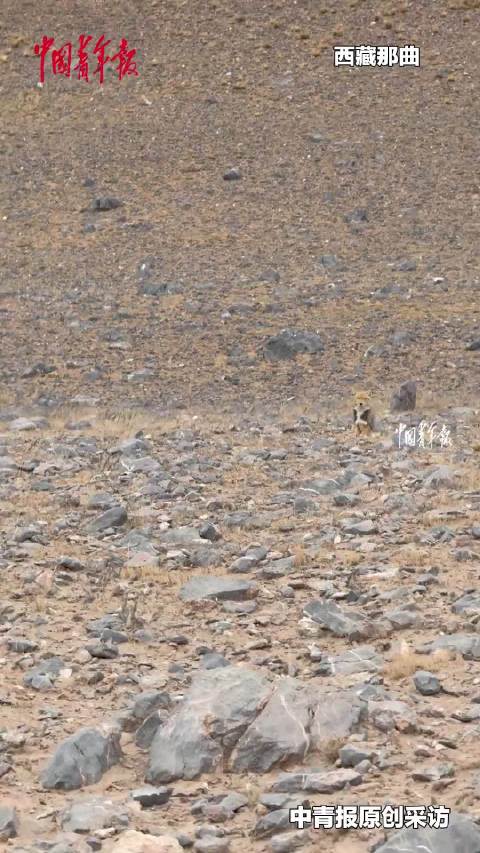 西藏自驾奇遇！游客自驾游玩，在路边偶遇藏狐“追车送别”