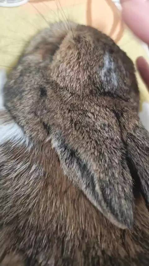 哄睡孩子中，给赞比做一点婴儿抚触