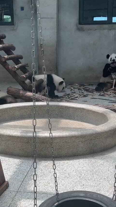 10个月已是只功夫熊猫 来源：大表姐是猫粉