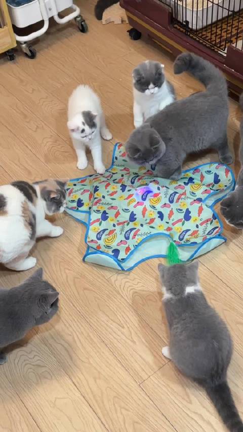 幼儿园大班和小班的小盆友都被吸引了！