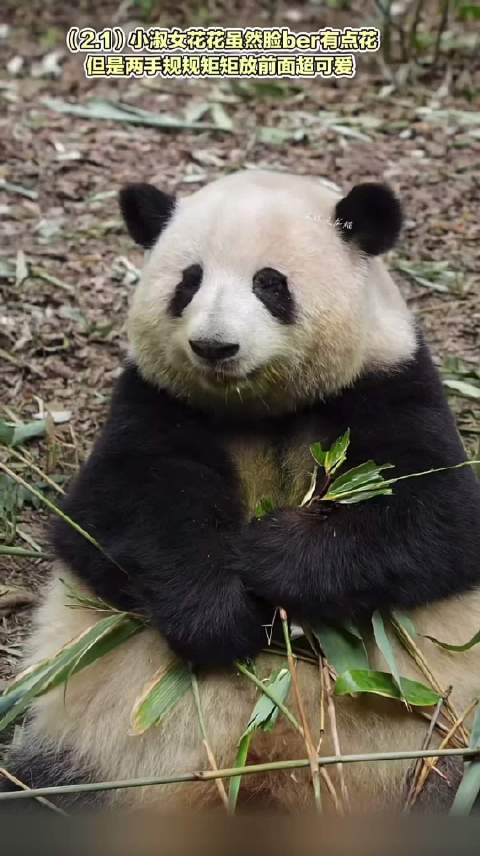 端庄优雅的大家闺秀 视频来源：皮球是龙猫