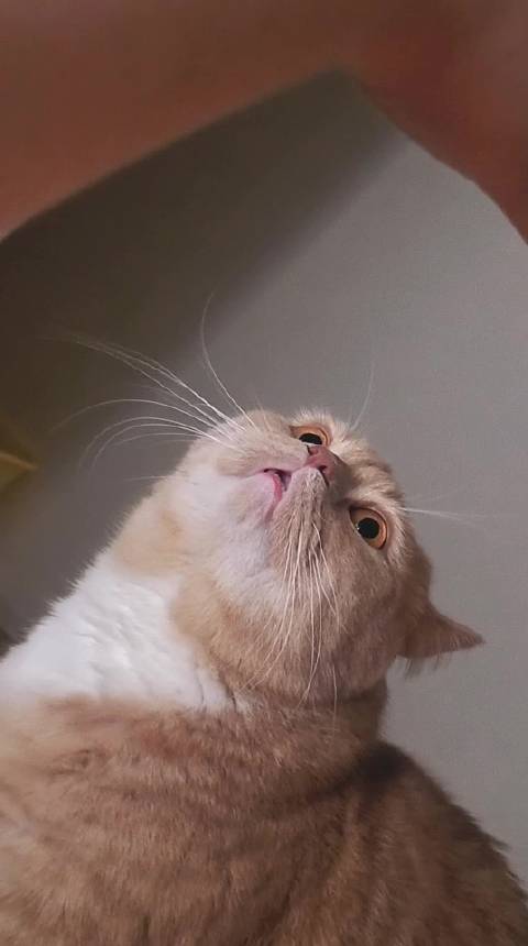 小猫的猫中一紧 进化海狮形态 准备攻击