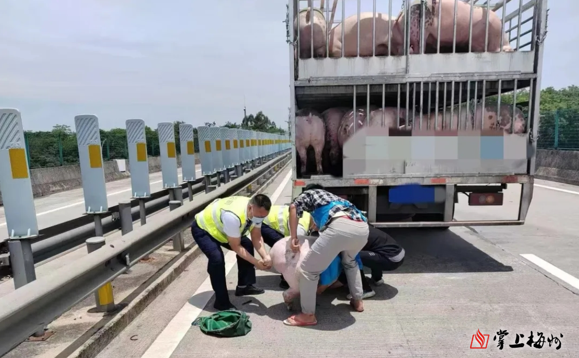 生猪“越狱”，在高速路上撒欢！他们出手了…