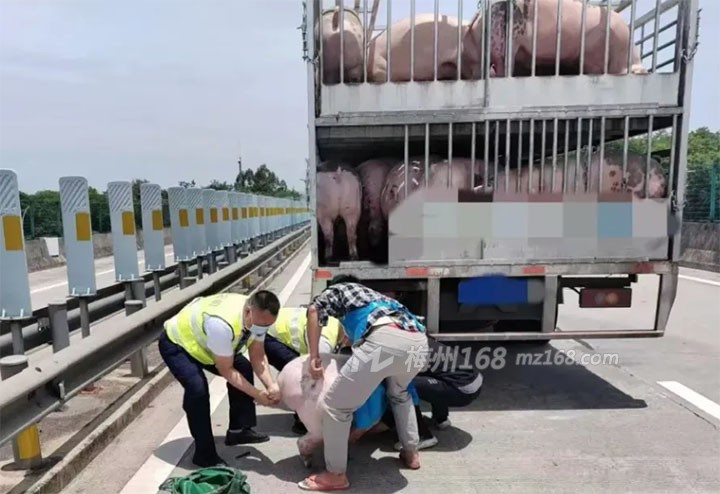 生猪“越狱”，梅州上演一场“抓猪大作战”