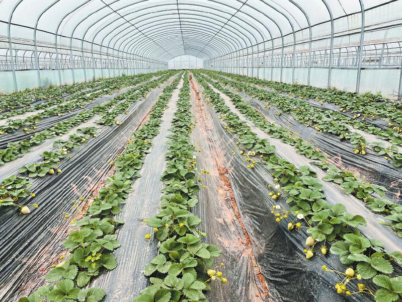 马尔康市松岗镇草莓番茄采摘基地的草莓种植大棚。