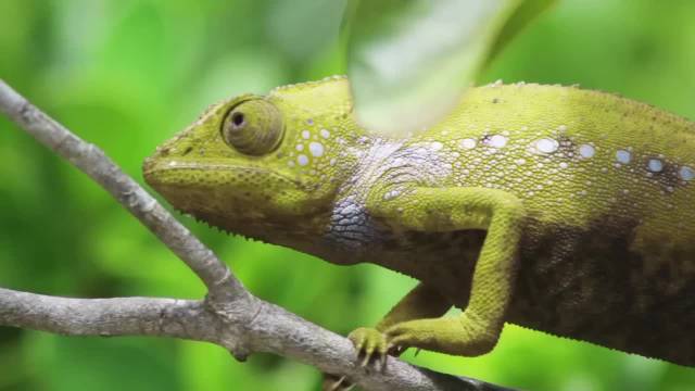 变色龙双眼独立转动，舌头弹出两倍身长捕猎