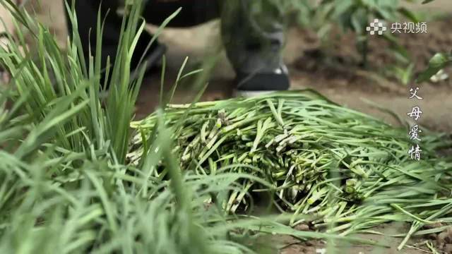 父母爱情：德华大老粗听不懂成语，亚菲小嘴跟淬了毒似的：对牛弹琴！