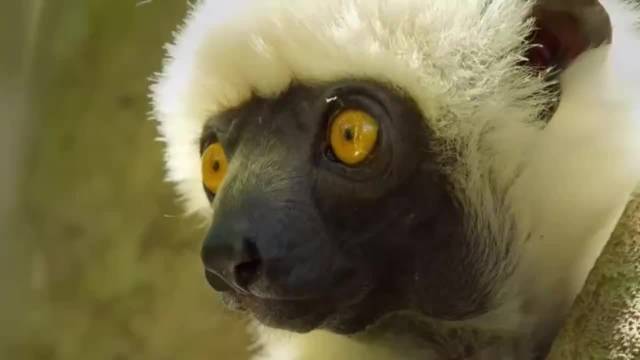 马达加斯加德肯狐猴轻盈穿越刀锋石林觅食