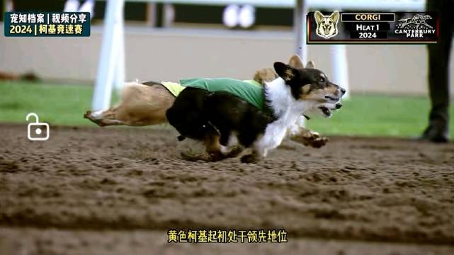 柯基版速度与激情