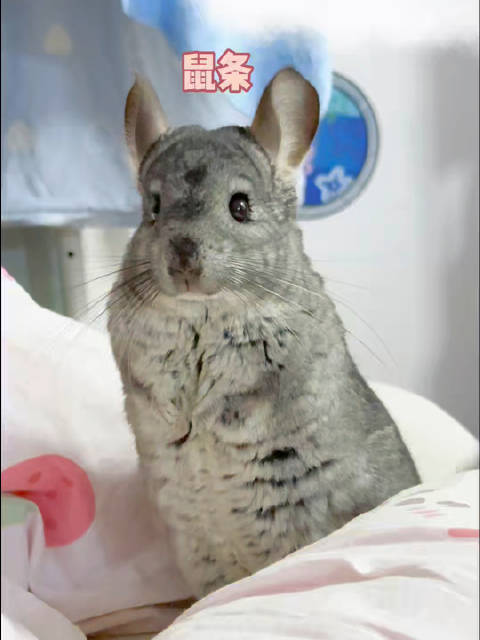 鼠条 鼠球 鼠猪