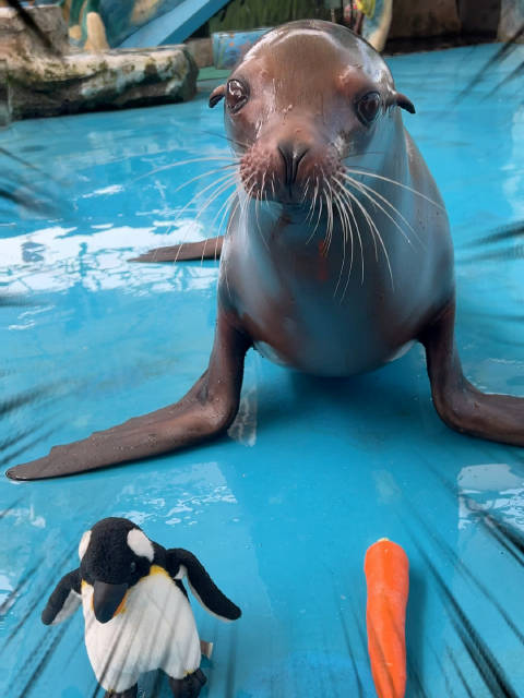 好久没玩了～蒸蚌