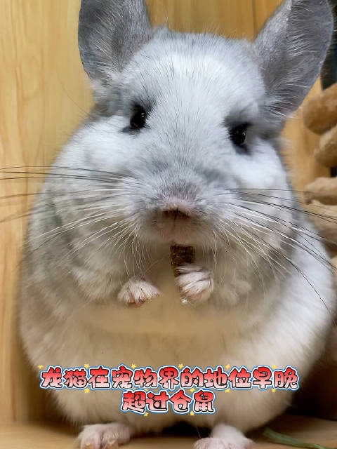 根本没有可比性