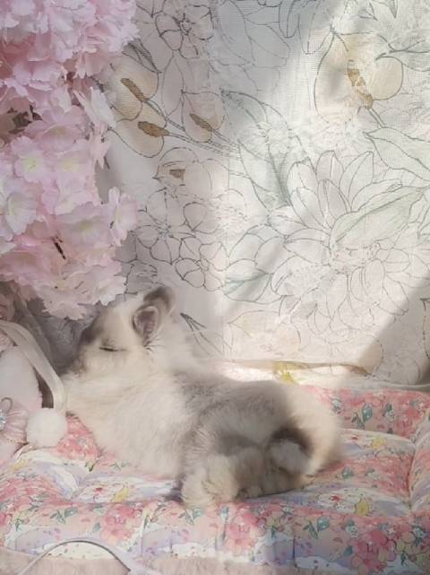 李沛恩独自在家享受悠闲午后时光的样子belike