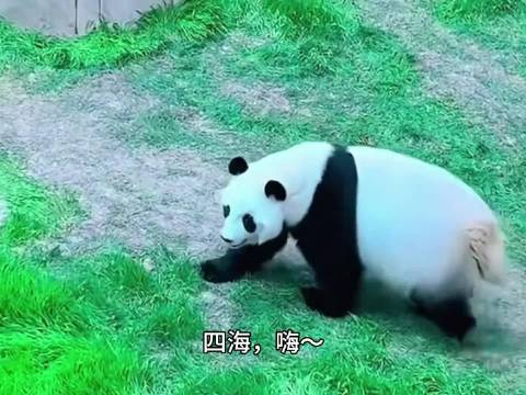 大熊猫四海:穷亲戚们，我很好，勿念！