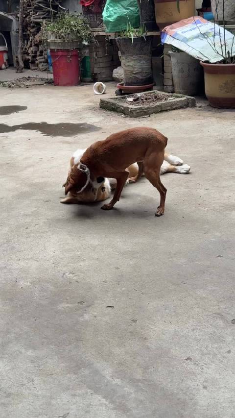 糖糖你怎么这么不争气啊