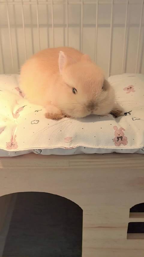 海豹小小禾进食后变贴耳小海豹，警惕观察周围环境