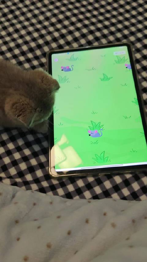 大刘高效洗袜，小布丁游戏酣睡