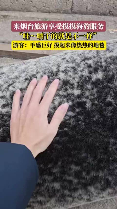 啊啊啊萌力全开！毛茸茸的海豹太可爱啦