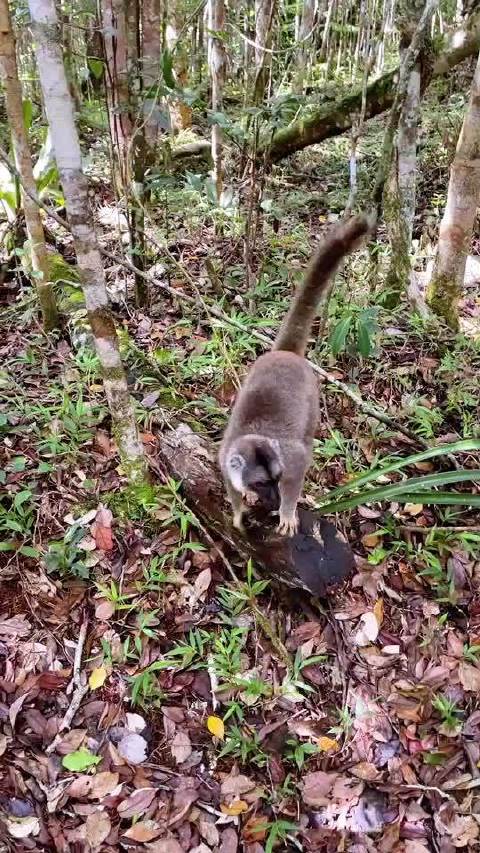 终于到了此行的重头戏了 趁着有网 褐狐猴赶紧先走一波