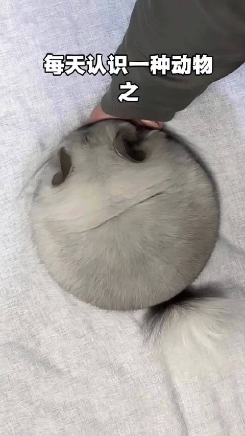 小小一只的龙猫，有没有心动想养一只