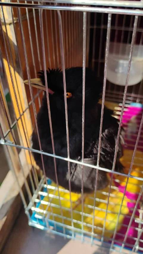 这家伙说啥，一句没听懂