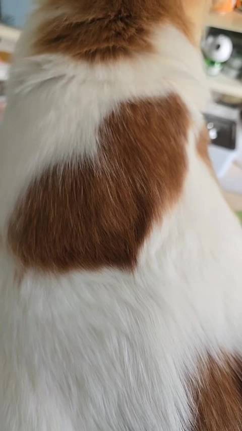 网友分享宠物狗日常，白天看海洋世界晚上看动物世界