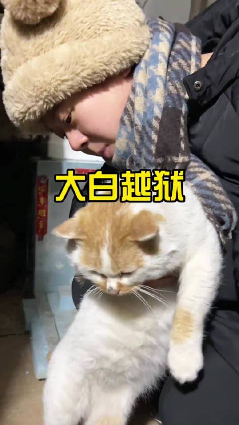 大白越狱主人虚惊一场