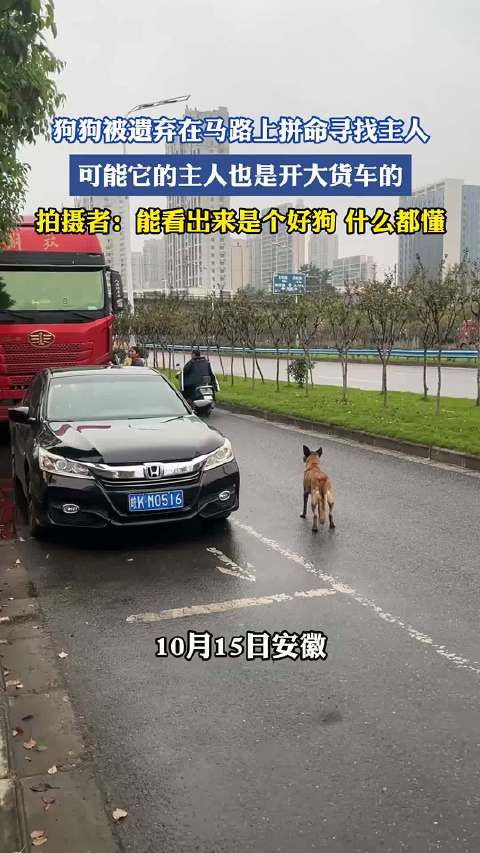 狗狗被遗弃在马路上拼命寻找主人，可能它的主人也是开大货车的