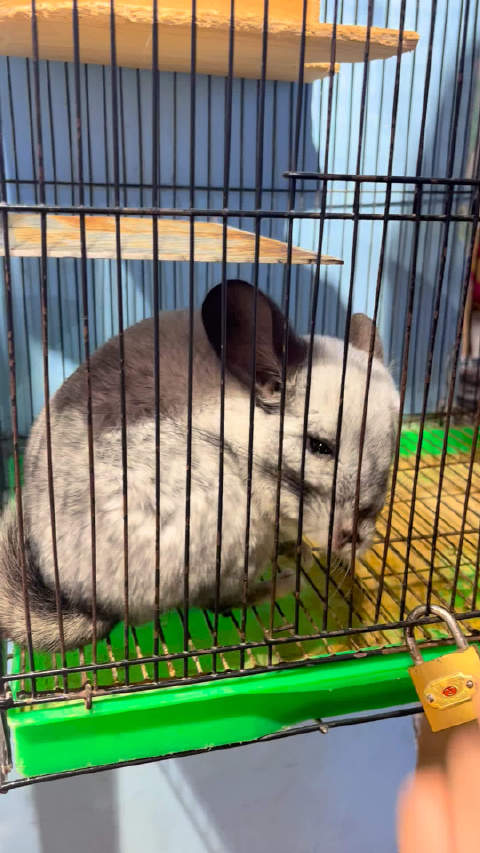 这个龙猫好可爱呀