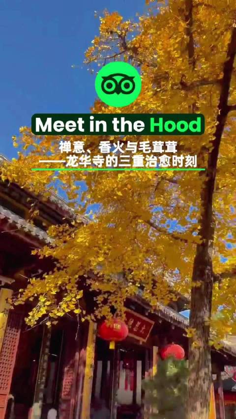 土耳其友人Busra探访上海龙华寺，闹市寻幽享静谧