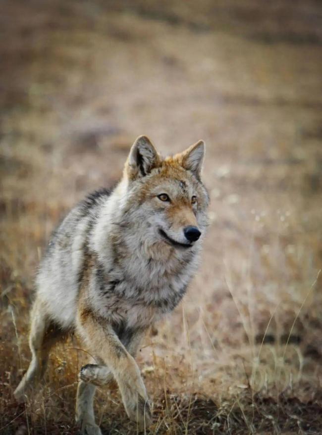 李微漪确认狼王格林离世 愿宁静长存