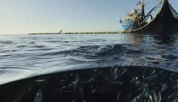 日本无人岛现大量北海狮，渔民担忧抢鱼