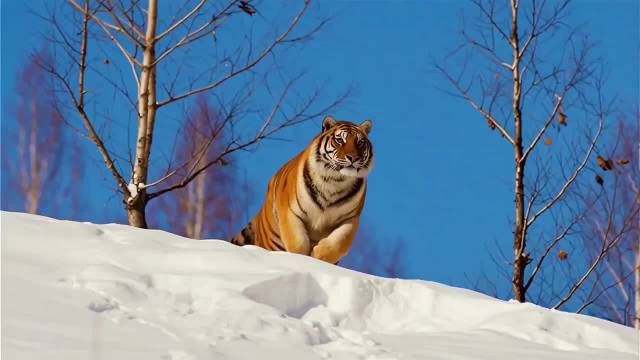 不亏是路虎，雪地里都能跑