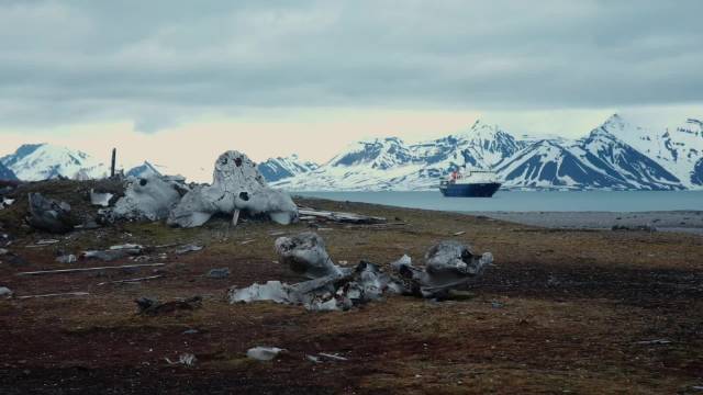北极游近距离观察极地动物，北极熊驯鹿等物种栖息地未受污染