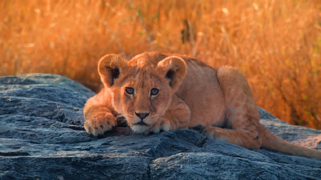 东非大草原幼狮猎豹幼崽嬉戏欢愉清晨