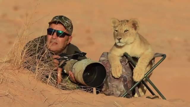 野生动物为何不吃摄影师，真相揭秘