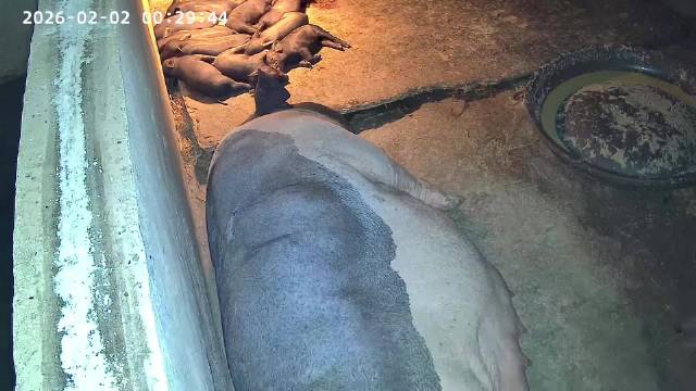 这母猪成功救了她仔仔， ，立了（一等功）