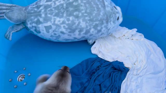 圣彼得堡海豹救助中心引入玩具妈妈缓解幼崽应激反应